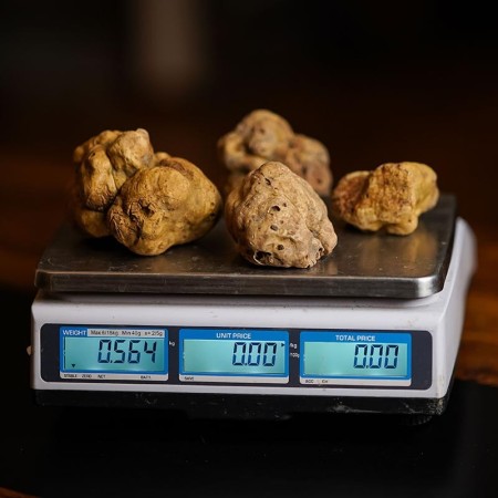 White Truffle - Tuber Magnatum Pico