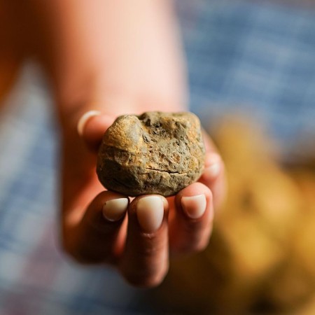 White Truffle - Tuber Magnatum Pico