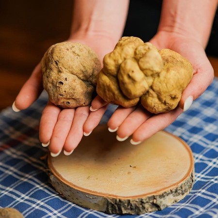 White Truffle - Tuber Magnatum Pico