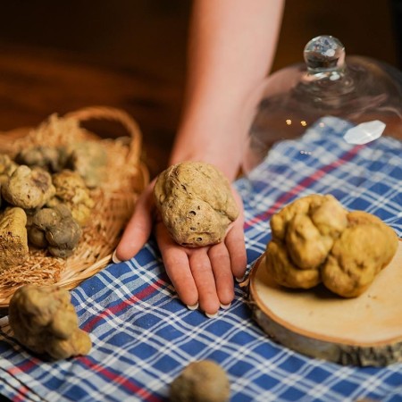 White Truffle - Tuber Magnatum Pico