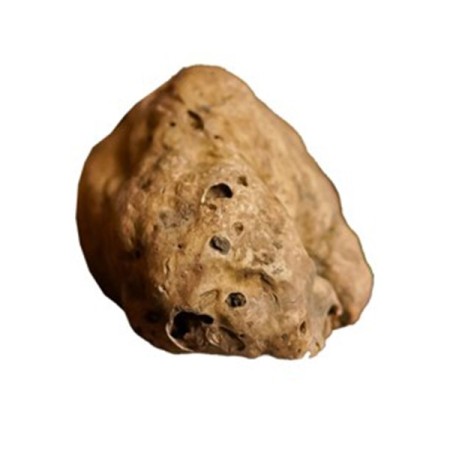 Tartufo Bianco - Seconda Scelta