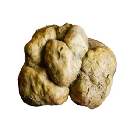 White Truffle - First Choice