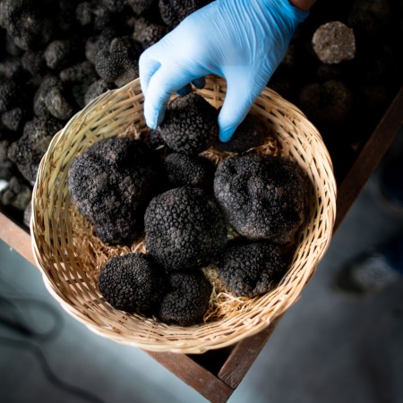 Tartufo Uncinato Prima Scelta