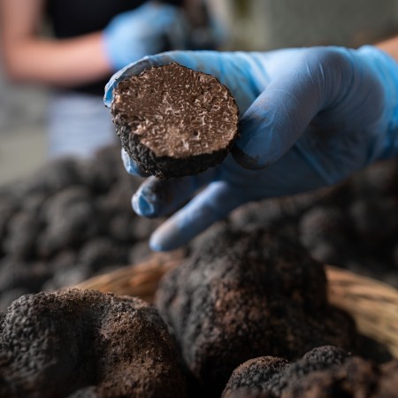 Black Truffle First Choice - 1kg package